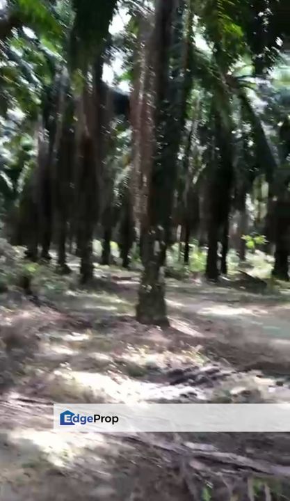 Facing Main Road Arigculture Land At Pokok Sena ,Kedah For Sale, Kedah, Pokok Sena