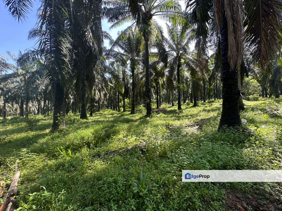 Agriculture Land At Jitra ,Kedah For Rent , Kedah, Jitra