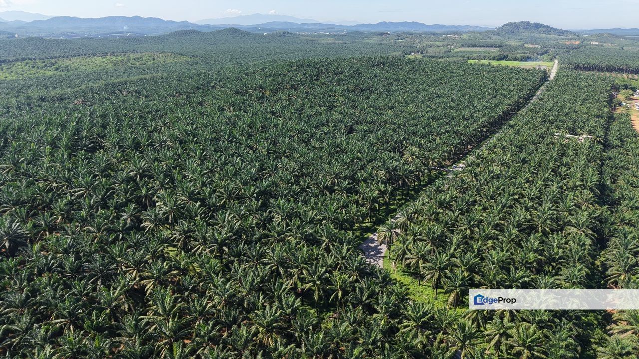 Agriculture Land At Bukit Selambau,Kedah For Rent 
, Kedah, Sungai Petani