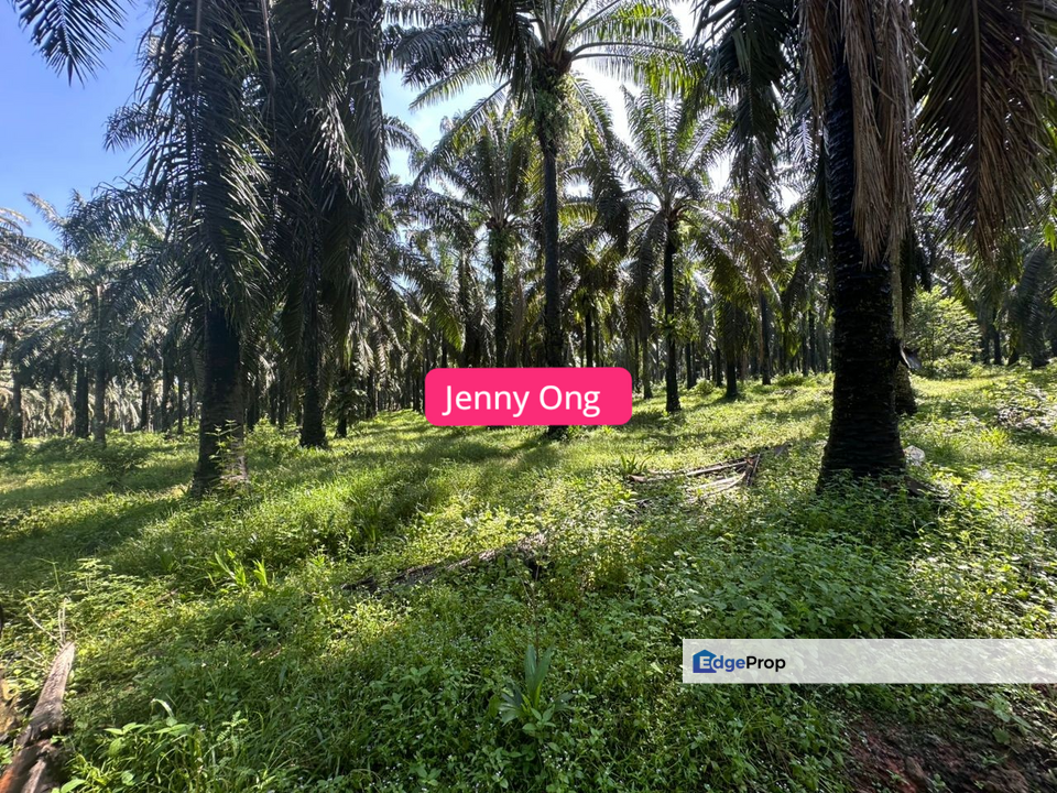 Agriculture Land At Bukit Selambau,Kedah For Rent 
, Kedah, Sungai Petani