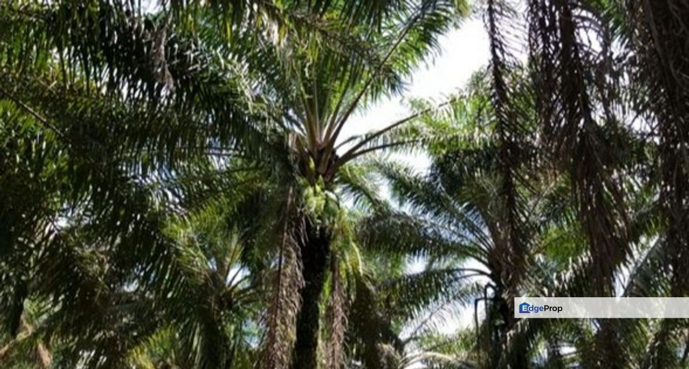 Agriculture Land At Bukit Selambau,Kedah For Rent 
, Kedah, Sungai Petani