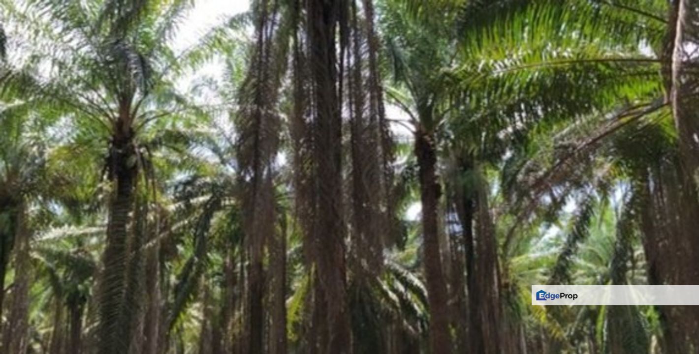 Agriculture Land At Bukit Selambau,Kedah For Rent 
, Kedah, Sungai Petani