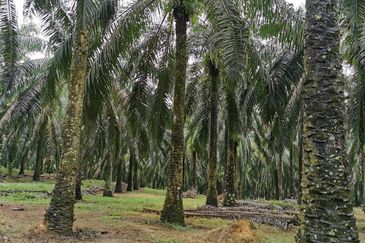 Gurun Industrial Area