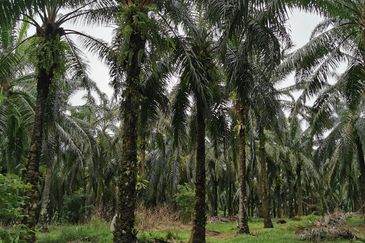 Gurun Industrial Area