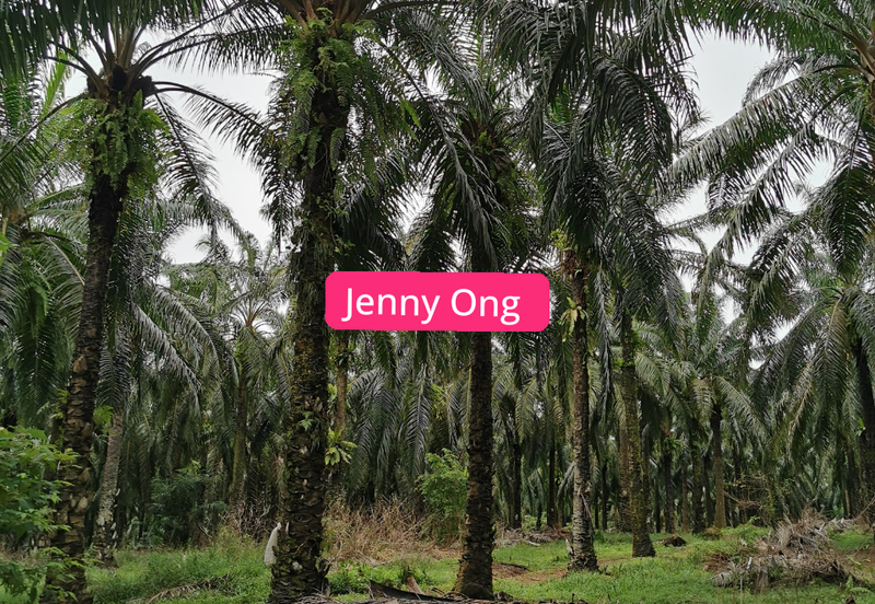 Zoning Residential Land At Gurun,Kedah For Sale