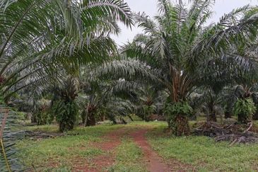 Zoning Residential Land At Gurun,Kedah For Sale