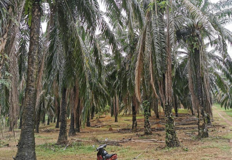 Zoning Residential Land At Gurun,Kedah For Sale