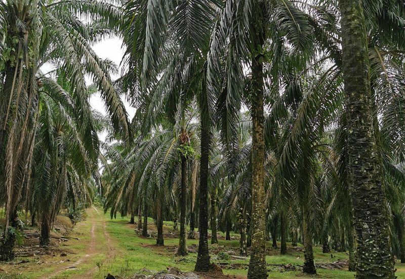 Zoning Residential Land At Gurun,Kedah For Sale