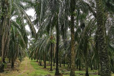 Zoning Residential Land At Gurun,Kedah For Sale