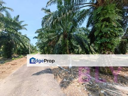 Kelanang Banting Kuala Langat Agriculture Land For Sale, Selangor, Banting