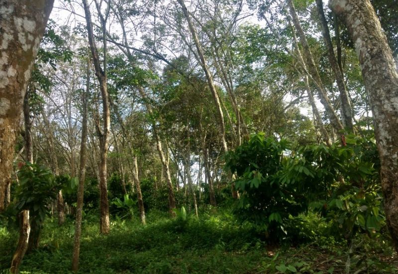 Pekan Jabi Agricultural Land