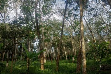 Pekan Jabi Agricultural Land