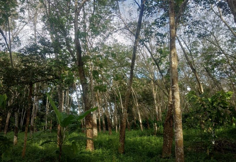 Pekan Jabi Agricultural Land