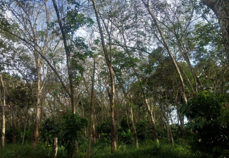 Pekan Jabi Agricultural Land