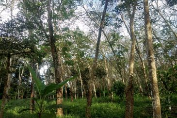 Pekan Jabi Agricultural Land