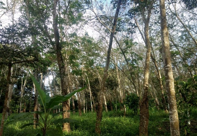 Pekan Jabi Agricultural Land