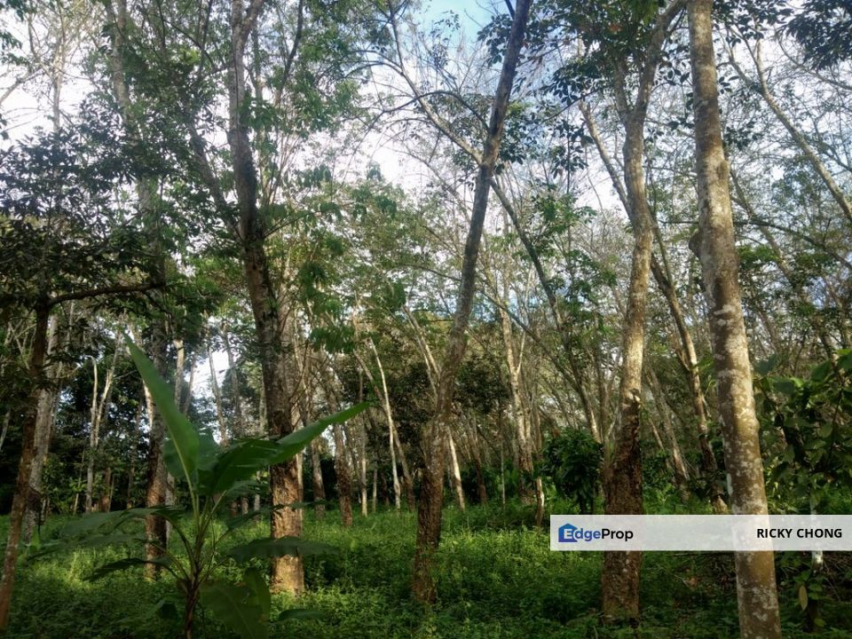 Pekan Jabi Agricultural Land, Johor, Segamat