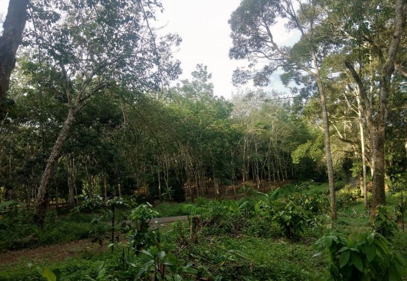 Pekan Jabi Agricultural Land