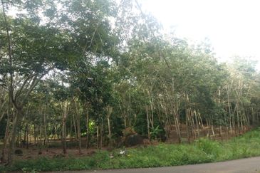 Pekan Jabi Agricultural Land