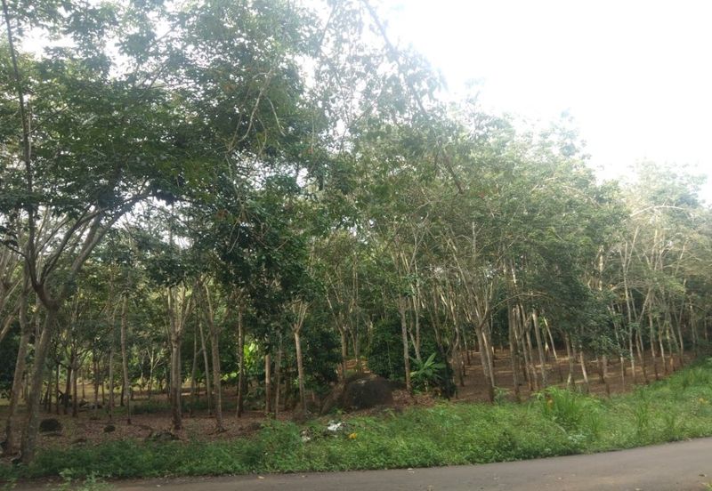 Pekan Jabi Agricultural Land