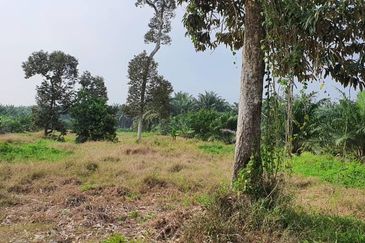 Agriculture land for sell @ Tangkak