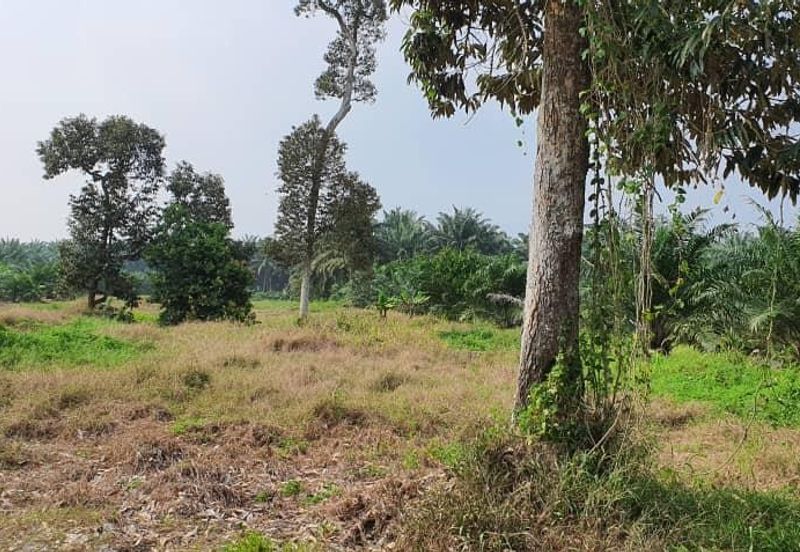 Agriculture land for sell @ Tangkak