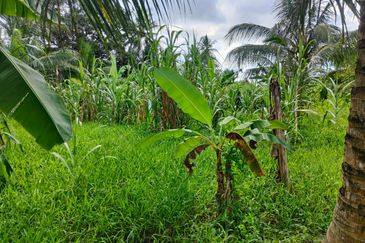 Agriculture land for sell @ Ayer Baloi, Pontain