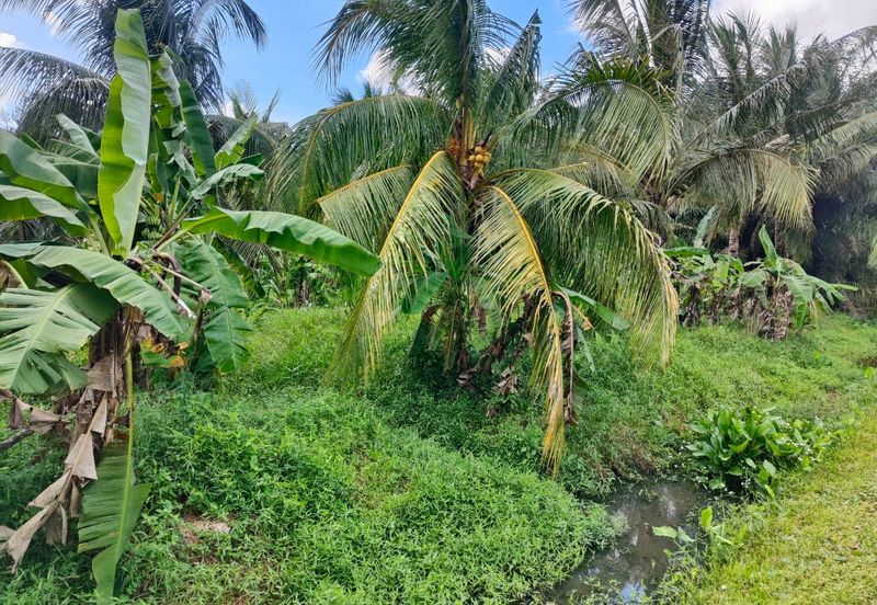 Agriculture land for sell @ Ayer Baloi, Pontain