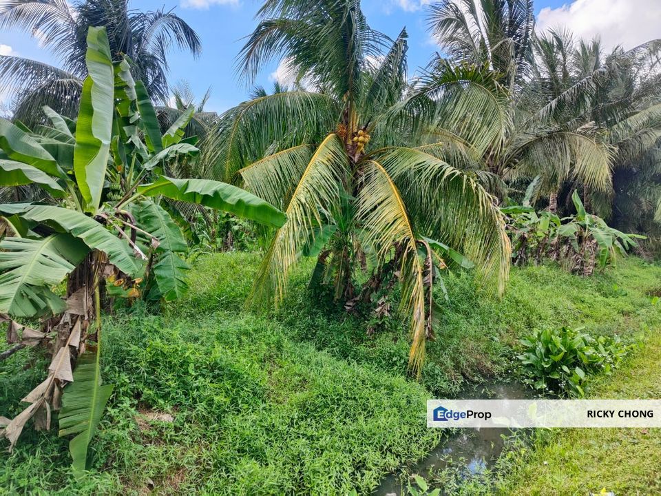 Agriculture land for sell @ Ayer Baloi, Pontain, Johor, Pontian