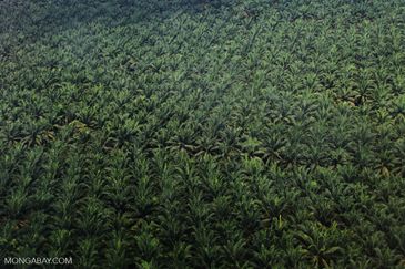 20 acres oil palm land for sell @ Kota Tinggi, Johor