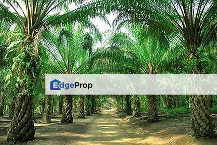 20 acres oil palm land for sell @ Kota Tinggi, Johor, Johor, Kota Tinggi