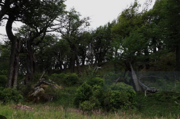 Hulu Langat Sungai Tekali Orchard Land For Sale