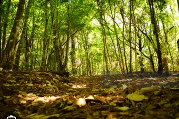 Hulu Langat Sungai Tekali Orchard Land For Sale