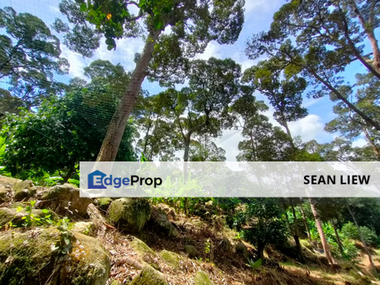 Durian Plantation for Sale – Pulau Penang, Penang, Bayan Lepas