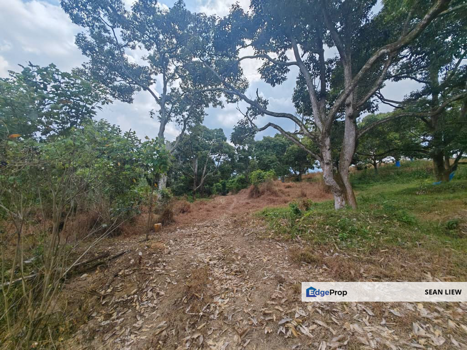 Jasin Melaka Durian Plantation For Sale, Melaka, Jasin