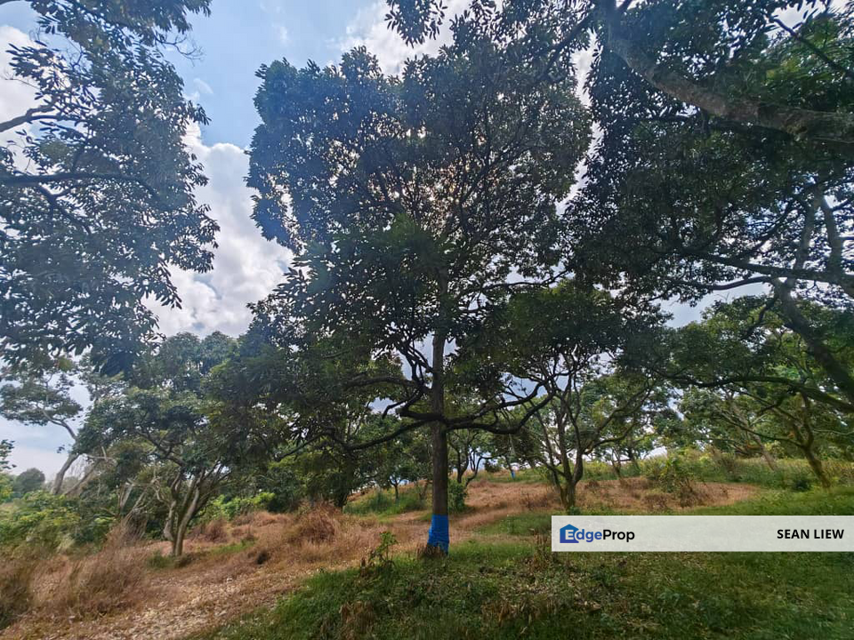 Jasin Melaka Durian Plantation For Sale, Melaka, Jasin