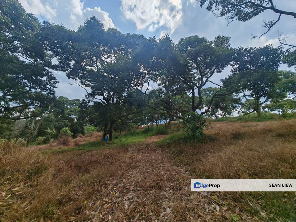 Jasin Melaka Durian Plantation For Sale, Melaka, Jasin