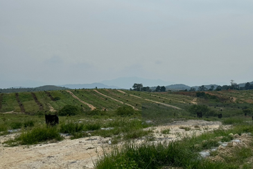 Pahang Lanchang Durian Farm Land For Sale