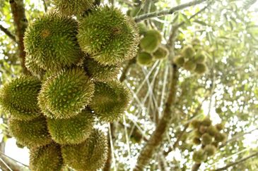 Pahang Lanchang Durian Farm Land For Sale