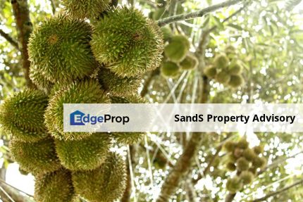 Pahang Lanchang Durian Farm Land For Sale, Pahang, Lanchang