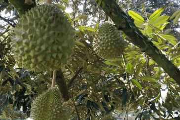 Pahang Lanchang Durian Farm Land For Sale