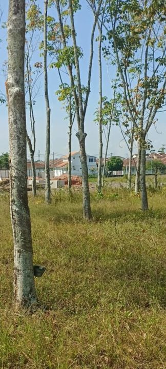 TANAH 1ST GRADE DI BANDAR BERTAM PUTRA UNTUK DIJUAL. GERAN INDIVIDU, FREEHOLD, BERHAMPIRAN TAMAN., Penang, Bertam