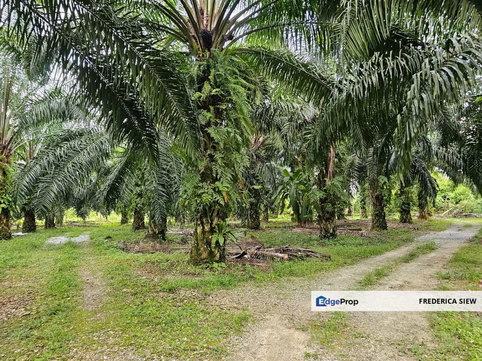 9 acres ++ Freehold  Oil Palm Land For Sale In Bercham, Ipoh, Perak, Perak, Ipoh