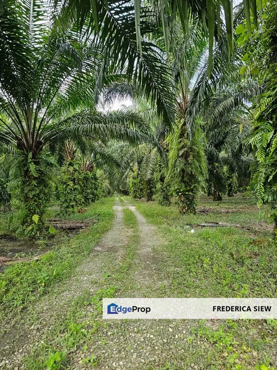 9 acres ++ Freehold  Oil Palm Land For Sale In Bercham, Ipoh, Perak, Perak, Ipoh