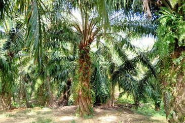Chenderong, Batu Gajah, Perak  🔴5 Acres  Oil Palm Land  For sale 棕油园出售🔴Freehold🔴90% Flat terrain 平芭