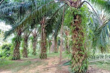 Chenderong, Batu Gajah, Perak  🔴5 Acres  Oil Palm Land  For sale 棕油园出售🔴Freehold🔴90% Flat terrain 平芭