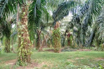 Chenderong, Batu Gajah, Perak  🔴5 Acres  Oil Palm Land  For sale 棕油园出售🔴Freehold🔴90% Flat terrain 平芭