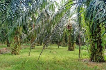 Chenderong, Batu Gajah, Perak  🔴5 Acres  Oil Palm Land  For sale 棕油园出售🔴Freehold🔴90% Flat terrain 平芭