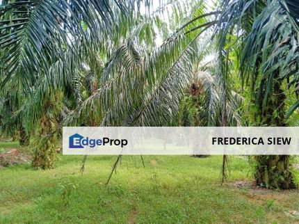 Chenderong, Batu Gajah, Perak  🔴5 Acres  Oil Palm Land  For sale 棕油园出售🔴Freehold🔴90% Flat terrain 平芭, Perak, Batu Gajah