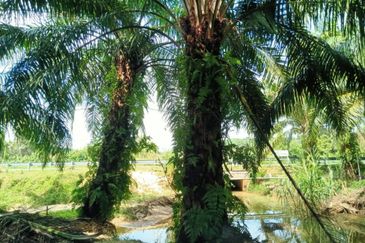 Chenderong🔴 Batu Gajah, Perak  🔴3 Acres  Oil Palm Land  For sale 棕油园出售🔴Freehold🔴
